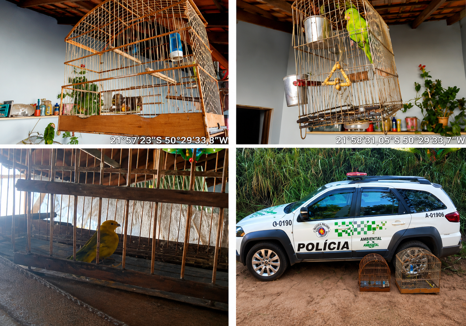 PM Ambiental multa morador em R$ 2 mil por manter aves silvestres em cativeiro em Santópolis do Aguapeí