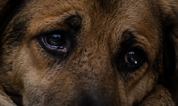 Jovem denuncia possível onda de envenenamento de animais em bairro de Araçatuba