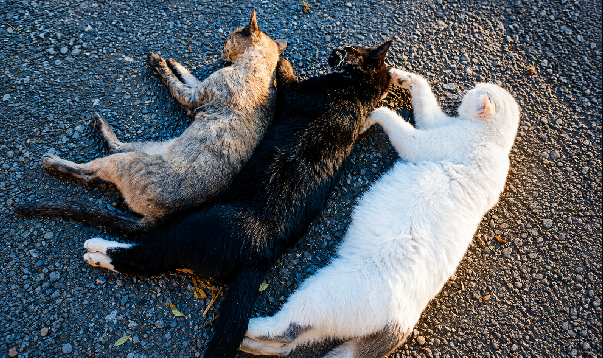 Moradores denunciam suposto envenenamento de gatos e pedem providências no Jardim Trevo