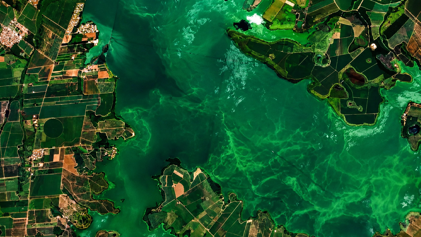 Satélites e inteligência artificial vão monitorar avanço de algas nas praias da região