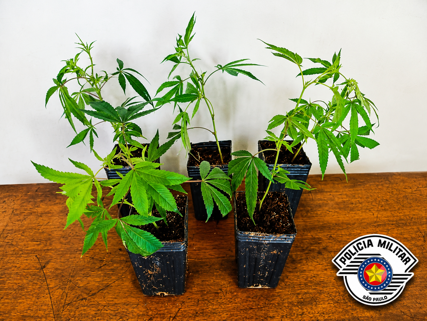 Achado no mato: Mudas de maconha são abandonadas perto de chácara