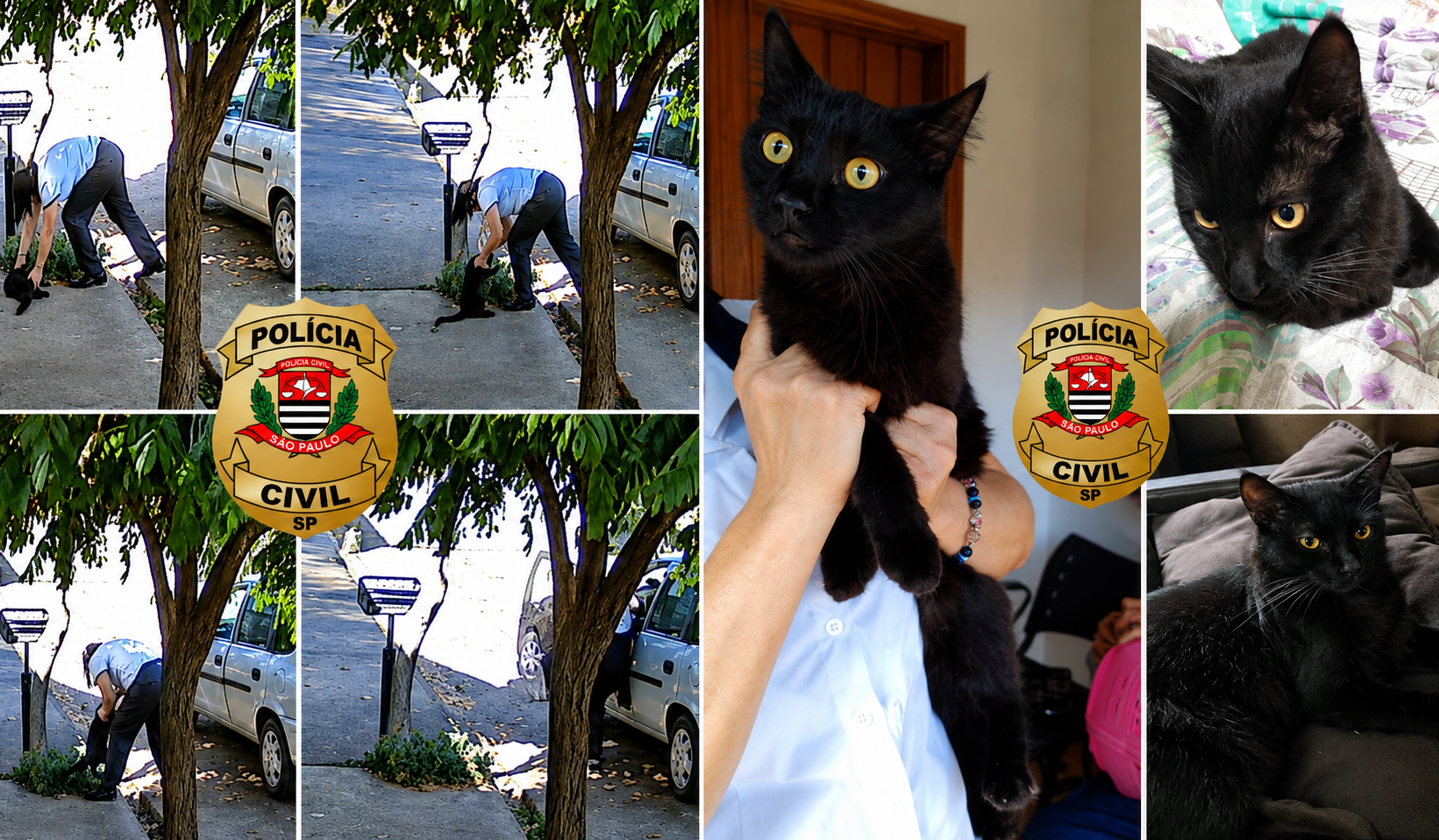 Gato "Chico" é resgatado pela Polícia Civil e devolvido para criança