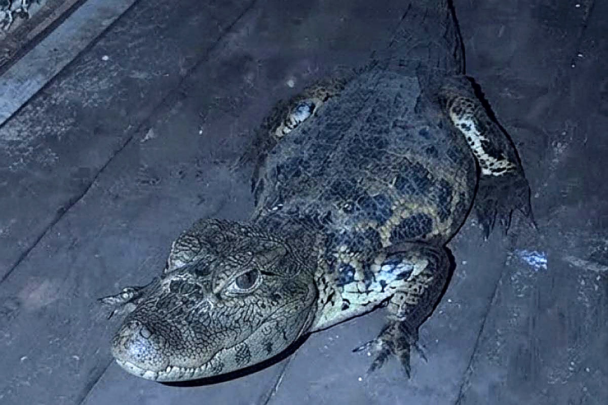 Susto no bairro! Jacaré é capturado na porta de casa em Buritama
