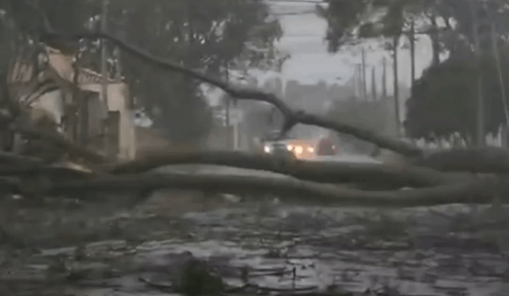 Chuva e ventania provocam quedas de árvores e transtornos em Birigui